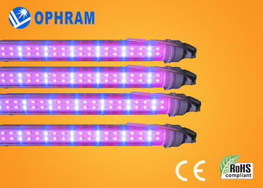 50Hz/60Hz 230V/240V wachsen volles Spektrum LED Lichter für Gemüse