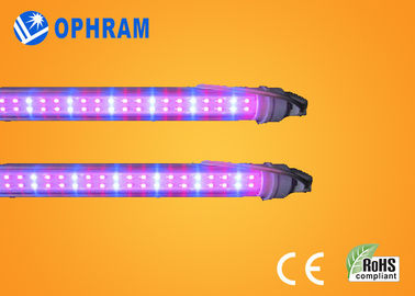 50Hz/60Hz 230V/240V wachsen volles Spektrum LED Lichter für Gemüse