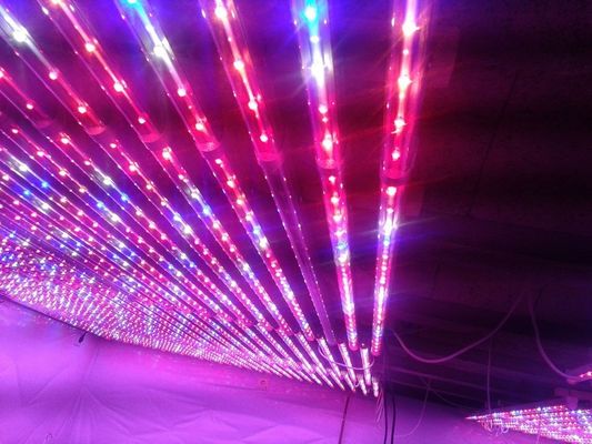 Anlage G13 LED wachsen die roten Lichter und blaues Wasserkultur für Landwirtschafts-Gewächshaus